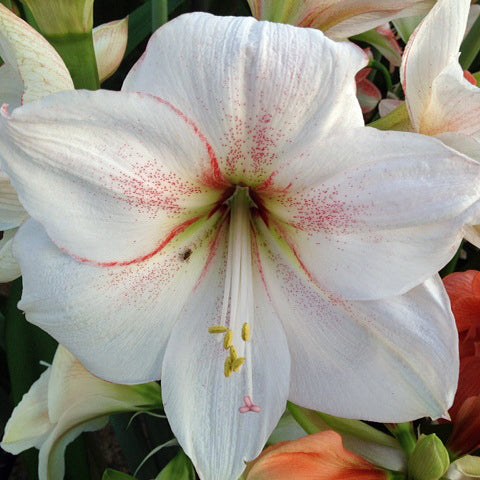 Amaryllis Sweet Star